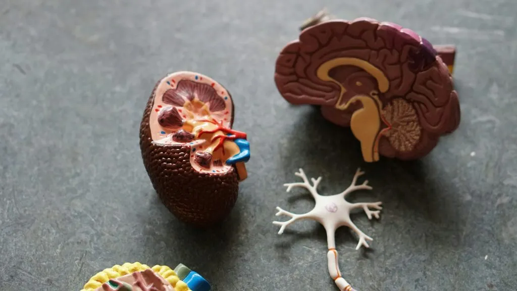 When a Stroke harms the Heart