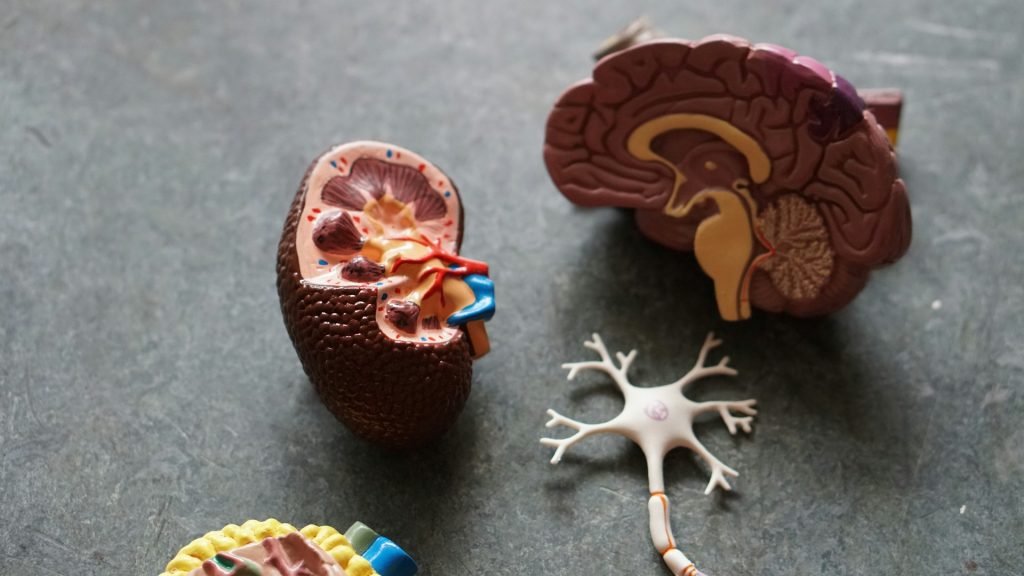 When a Stroke harms the Heart