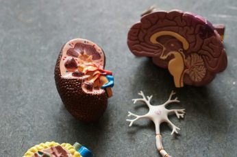 When a Stroke harms the Heart